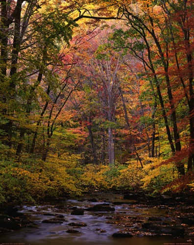Black River, October, Morris County, NJ (MF).jpg